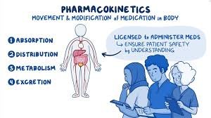 Understanding Pharmacokinetics: How Drugs Move Through Your Body