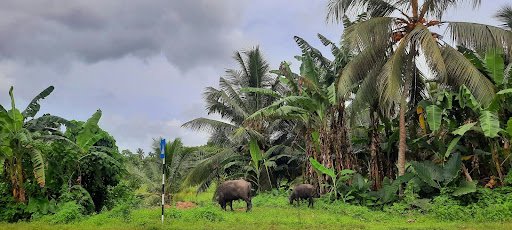 A Complete Guide to Wildlife Photography in Sri Lanka