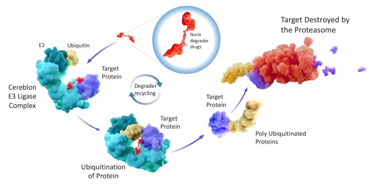 Why the Targeted Protein Degradation Market Will See a Surge in Investment by 2035