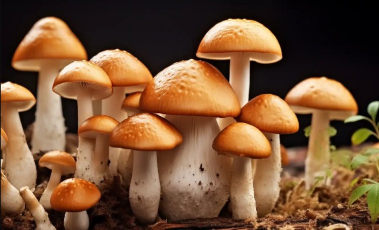 Mushroom Cultures for Sale: Grow Your Own Fresh Fungi