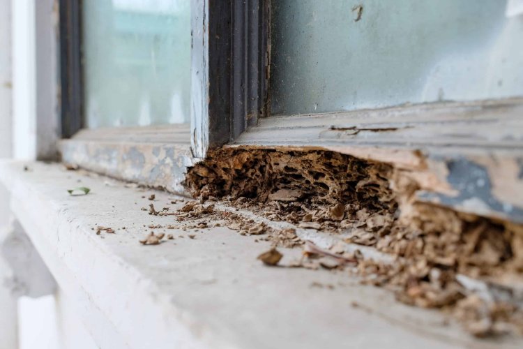 Regular Termite Inspection Can Save Your Home