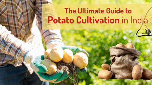 The Ultimate Guide to Potato Cultivation in India