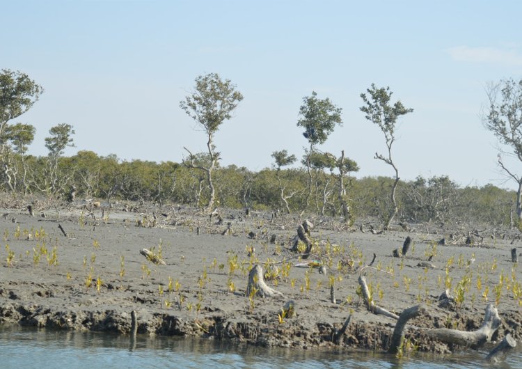 The Hidden Power of Mangroves: Biodiversity, Protection, and Growth